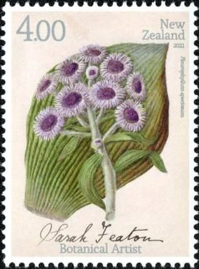 Campbell Island Daisy (Pleurophyllum speciosum)