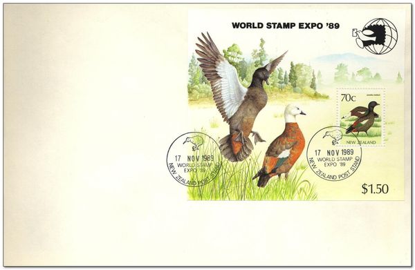 Paradise shelduck (Tadorna variegata)