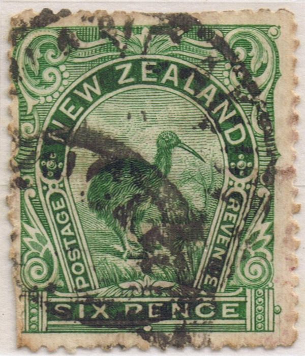 Brown Kiwi (Apteryx australis)