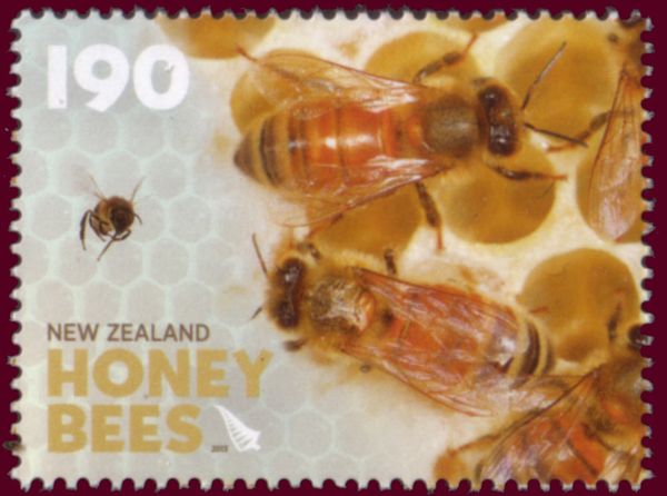 Honey Bee (Apis sp.) - in the Hive