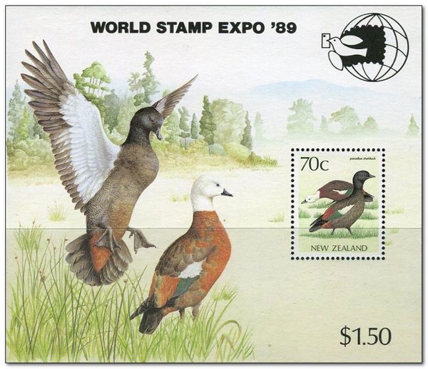 Paradise shelduck (Tadorna variegata)