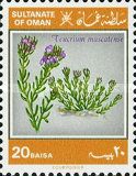 Teucrium mascatense