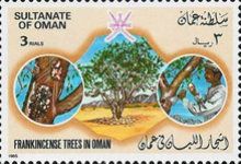 Frankincense Trees of Oman