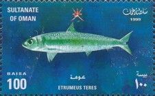 Red-eye Round Herring (Etrumeus teres)