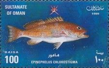 Brown-spotted Grouper (Epinephelus chlorostigma)