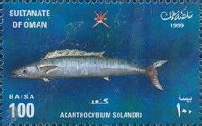 Wahoo (Acanthocybium solandri)