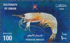 Indian Prawn (Fenneropenaeus indicus)