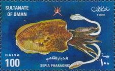Pharaoh Cuttlefish (Sepia pharaonis)