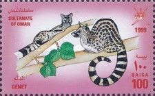 Common Genet (Genetta genetta)