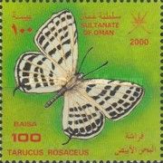 Mediterranean Tiger Blue (Tarucus rosaceus)