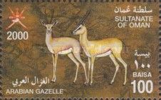 Arabian Gazelle (Gazella arabica)