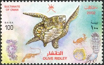 Olive Ridley Sea Turtle (Lepidochelys olivacea)