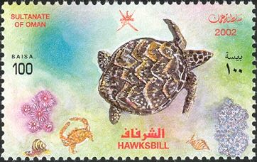 Hawksbill Turtle (Eretmochelys imbricata)