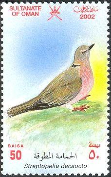 Eurasian Collared Dove (Streptopelia decaocto)