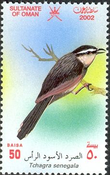 Black-crowned Tchagra (Tchagra senegalus)