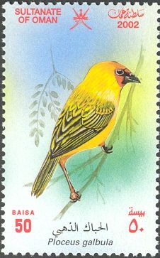 Rüppell's Weaver (Ploceus galbula)