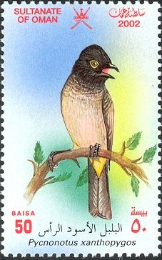 White-spectacled Bulbul (Pycnonotus xanthopygos)