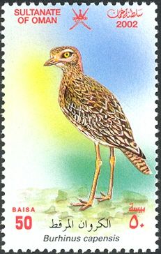 Spotted Thick-knee (Burhinus capensis)   