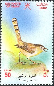 Graceful Prinia (Prinia gracilis)