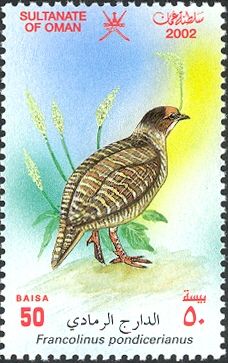 Gray Francolin (Francolinus pondicerianus)