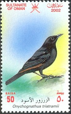 Tristram's Starling (Onychognathus tristramii)