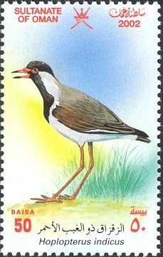 Red-wattled Lapwing (Hoplopterus indicus)