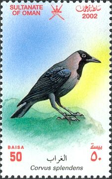 House Crow (Corvus splendens)