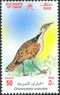 MacQueen's Bustard (Chlamydotis undulata)