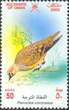 Crowned Sandgrouse (Pterocles coronatus) 
