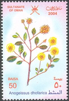 Anogeissus dhofarica