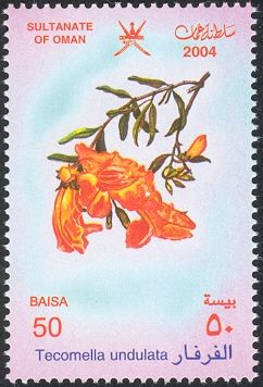 Tecomella undulata