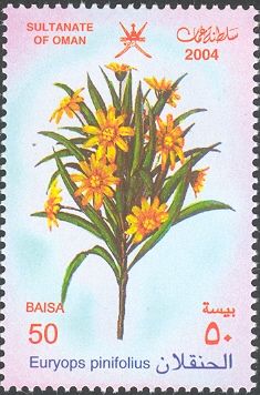 Euryops pinifolius