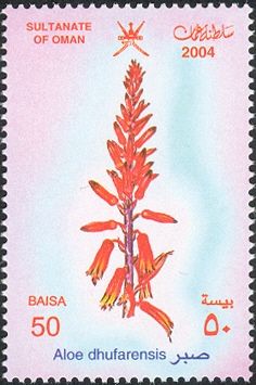 Aloe dhufarensis