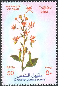 Cleome glaucescens