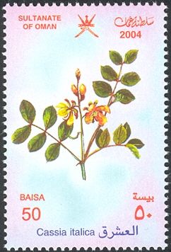 Cassia italica