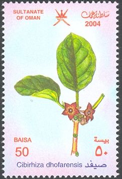 Cibirhiza dhofarensis