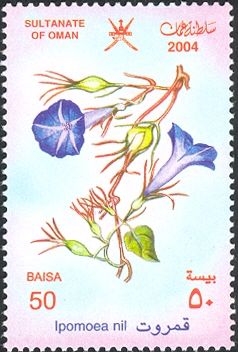 Ipomoea nil