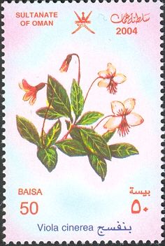 Viola cinerea