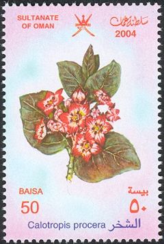 Calotropis procera