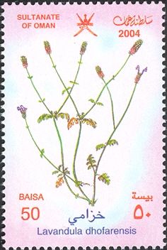 Lavendula dhofarensis