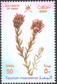 Teucrium mascatense