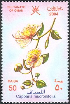 Capparis mucronifolia