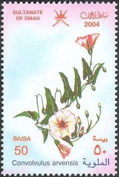 Convovulus arvensis