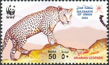 Arabian Leopard (Panthera pardus nimr)