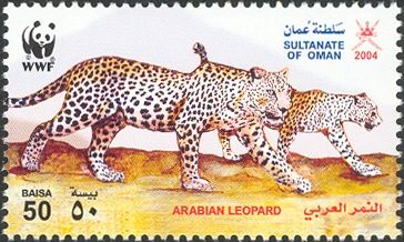 Arabian Leopard (Panthera pardus nimr)