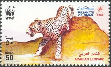 Arabian Leopard (Panthera pardus nimr)