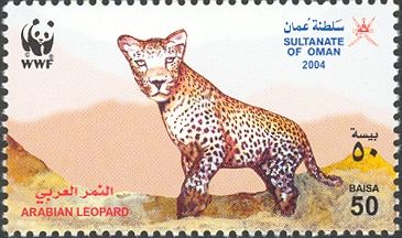 Arabian Leopard (Panthera pardus nimr)