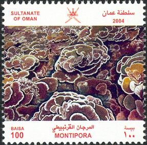Stony Coral (Montipora sp.)