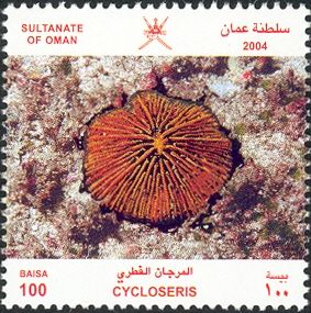 Disc Coral (Cycloseris sp.)