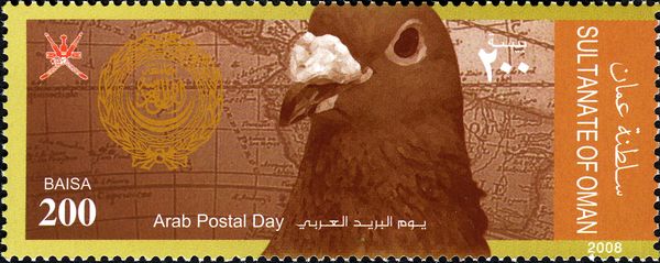 Carrier Pigeon (Columba livia forma domestica)